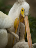 American White Pelican Feeding a Chick