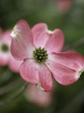 Close Detail of a Pink Dogwood Blossom