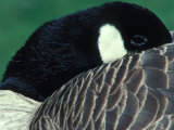 Canada Goose Tucks Bill under it's Wings as it Settles Down to Sleep
