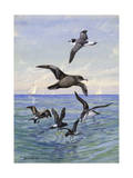 Various Petrels and Shearwaters Look for Food at the Water's Surface