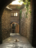 Cat Resting in the Middle of a Cobblestone Street in Gubbio  Italy