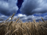 Golden Heads of Wheat in a Field under a Vast  Turbulent Sky