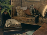 Trio of Persian Cats Recline on the Furniture