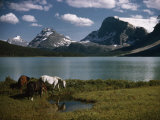 Horses Graze in a Lakeside Meadow in the Canadian Rockies