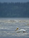 American White Pelican Flying on the Slave River
