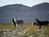 Wild Burros Wander Near Death Valley National Park