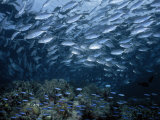 School of Fish Swimming in Tropical Waters over a Reef