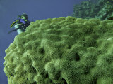 Diver Behind Star Coral Diving the Reefs Near Cozumel  Mexico