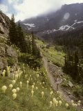Woman Hiker on a Trail