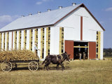 Tobacco Farmer Drives His Crop to a Barn on a Mule-Drawn Cart