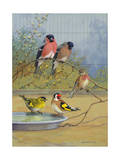 Bullfinches  Linnet  Siskin  and Goldfinch Perch Next to One Another
