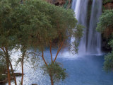 Havasu Falls Behind a Grove of Trees