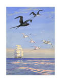 Birds Fly Above the Open Sea