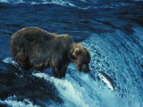 Grizzly Bear  Ursus Arctos Horribilis  Catching Salmon