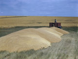 Farmer Backs Up a Truck to a Pile of Surplus Wheat from Big Harvest
