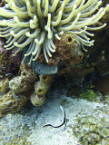 Juvenile Spotted Drum and Anemone on the Reefs Near Cozumel  Mexico