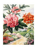 Painting of Catawba Rhododendron and Flame Azaleas