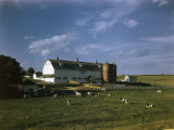 Holstein-Friesian Cattle Graze in a Pasture Beside a Dairy Barn
