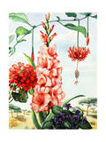 Portrait of Flowers Native to Africa