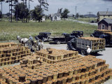 Farmers Stack Baskets of Tomatoes