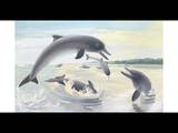 Guiana River Dolphins Can Live in Salt or Fresh Water