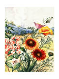 Clarkia  Blanket Flowers  California Poppies  and Lupines