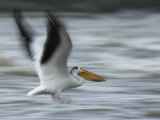 American White Pelican in Low Flight over the Slave River Rapids