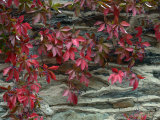 Vine with Red Leaves Clings to a Stone Wall in Middleburg  Virginia