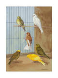 Various Members of the Canary Family Peck for Seeds in a Cage