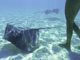 Sting Ray World Near the Nw Coast of Moorea