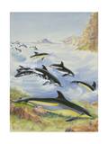 White-Beaked and White-Sided Dolphins Often Leap Out of the Water