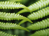 Delicate Leaf Vein Patterns on King Fern Fronds