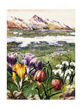 Crocus  Snowdrops  and Checkered Lily Bloom on an Alpine Meadow