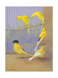 Various Birds of the Canary Family Perch in a Cage