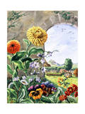 Pot Marigolds  Bellflowers  Daisies  Pansies  Cowslip  Polyanthas