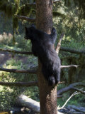 Black Bear Climbing Tree in Tongass National Forest
