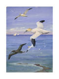 Gannets Fly Above North America