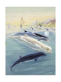 Male Bottlenose Whales are Sometimes Almost Pure White