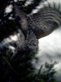 Great Gray Owl Takes Flight in Yellowstone National Park  Wyoming