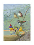 Finches Perch on the Edge of a Birdbath