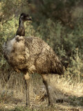 Emu Proudly Displays it's Breast Feathers in Bush Land