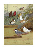 Strawberry Finches  Bengali Finch and Java Sparrows are Asian Species