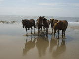Wild Horses on the Beach in Assateague  Maryland
