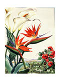 Portrait of Bird-Of-Paradise  Impatiens  and Calla Lily Flowers