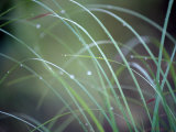 Raindrops Cling to the Stems of Saw-Sedge Grass  a Gahnia Species