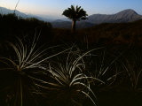 Endangered Chilean Palm Can Live More Than a Thousand Years