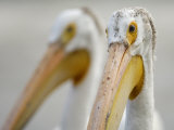 Close Up of an American White Pelican