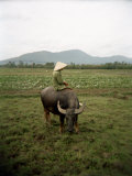 Farmer Sitting on His Water Buffalo in a Farm in Vietnam
