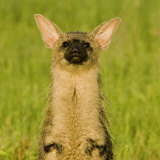 Portrait of a Striped Hyena  Hyaena Hyaena