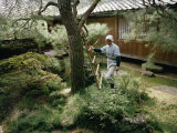 Man Prunes a Tree Inside the Famous Moss Garden of Saihoji Temple